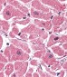 Beta-actin Antibody (Ascites)